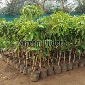 Amrapali Mango Plant