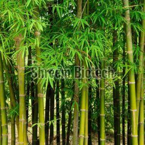 Balcooa Bamboo Plant