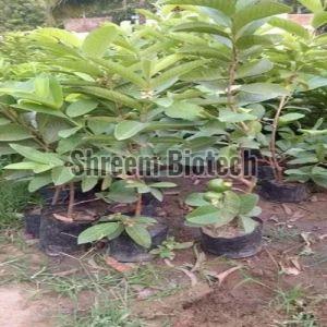 Barafkhana Guava Plant