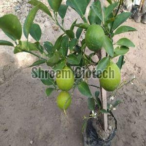 Baramasi Kagzi Lemon Plant