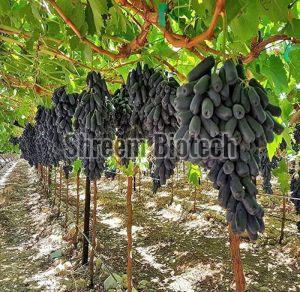 Black Seedless Grapes Plant