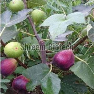 Brown Turkey Fig Plant