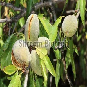 California Almond Plant