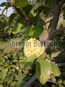 Custard Apple Plants