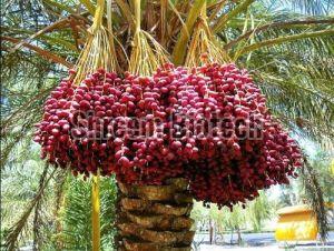 Dates Tissue Culture Plant