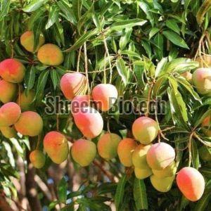 Devgad Alphonso Mango Plant