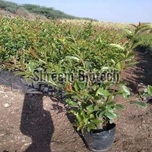 Pomegranate Plants