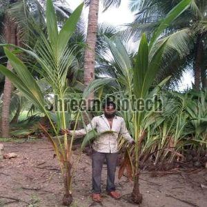 Ganga Bardhan Coconut Plant