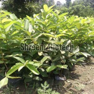 Grafted Guava Plant