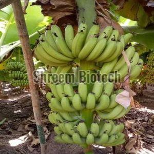 Grand Nain Banana Plant