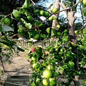 Green Apple Ber Plant