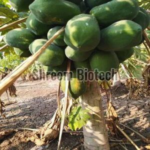 Green Berry Papaya Plant