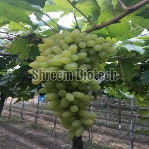 Green Grapes Plant