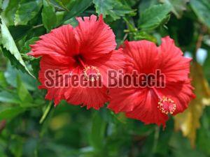 Hibiscus Plant