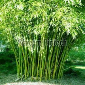 Hybrid Bamboo Plant