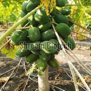 Ice Berry Papaya Plant