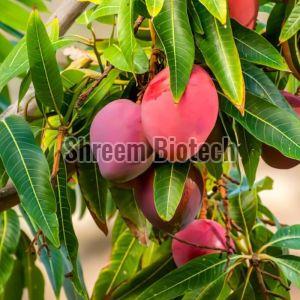 Japanese Miyazaki Mango Plant