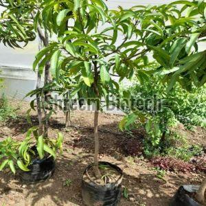 Mango Plants