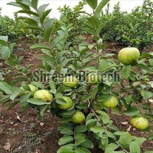 Lalit Guava Plant