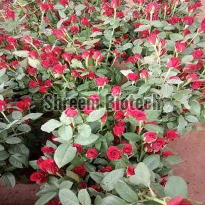 Mirabel Rose Plant