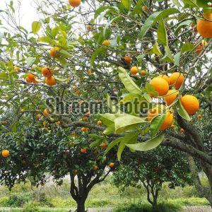 Nagpur Orange Plant