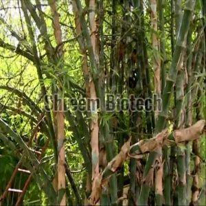 Nutan Bamboo Plant