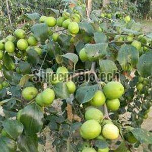 Organic Apple Ber Plant