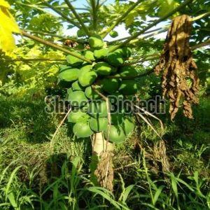 Organic Taiwan Papaya Plant