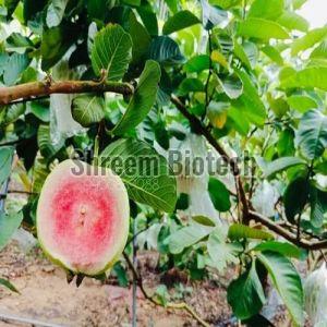 Guava Plant