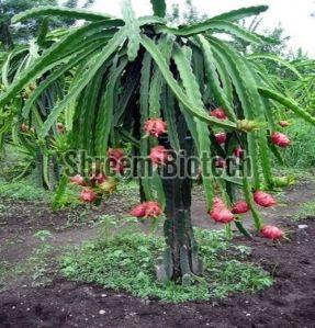 Red Dragon Fruit Plant