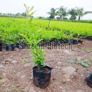 Red Pomegranate Plant