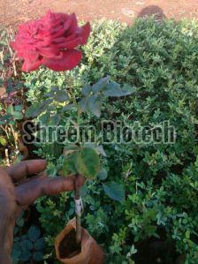 Rose Plant