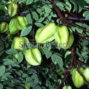 Star Fruit Plant