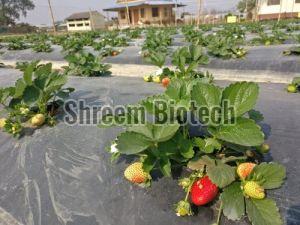 Strawberry Plant