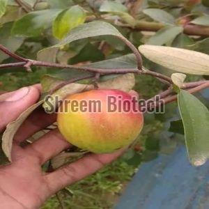 Sundari Apple Ber Plant