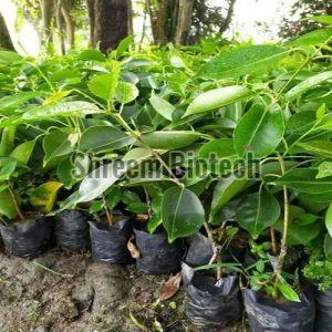 Jamun Plants