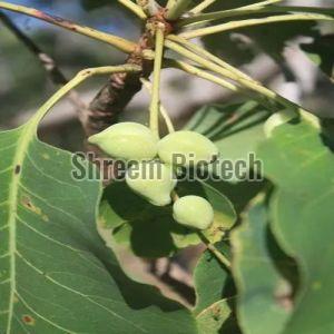 Kaju Plants