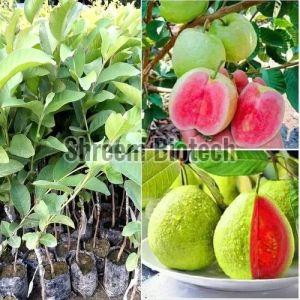 Taiwan Pink Guava Plant