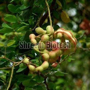 Tamarind Fruit Plant