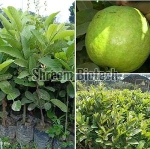 Thai 7 Guava Plant