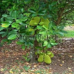 Thai All Time Jackfruit Plant