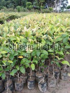 Thai Apple Bar Plants