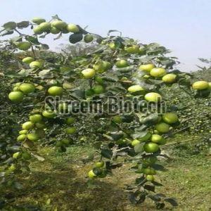 Thai Apple Ber Plant