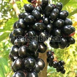 Thai Black Jamun Plant