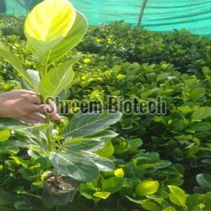 Thai Jackfruit Plant