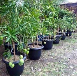 Thailand Hybrid Mango Plant