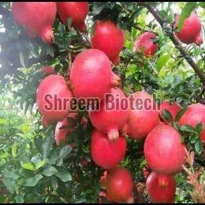 Tissue Culture Bhagwa Pomegranate Plant