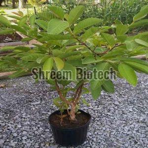 Tissue Culture Guava Plant