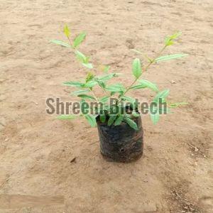 Tissue Culture Pomegranate Plant