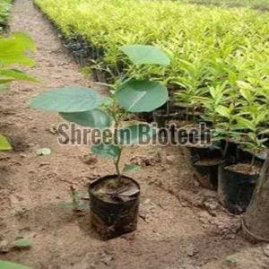 Tissue Culture Red Sandalwood Plant